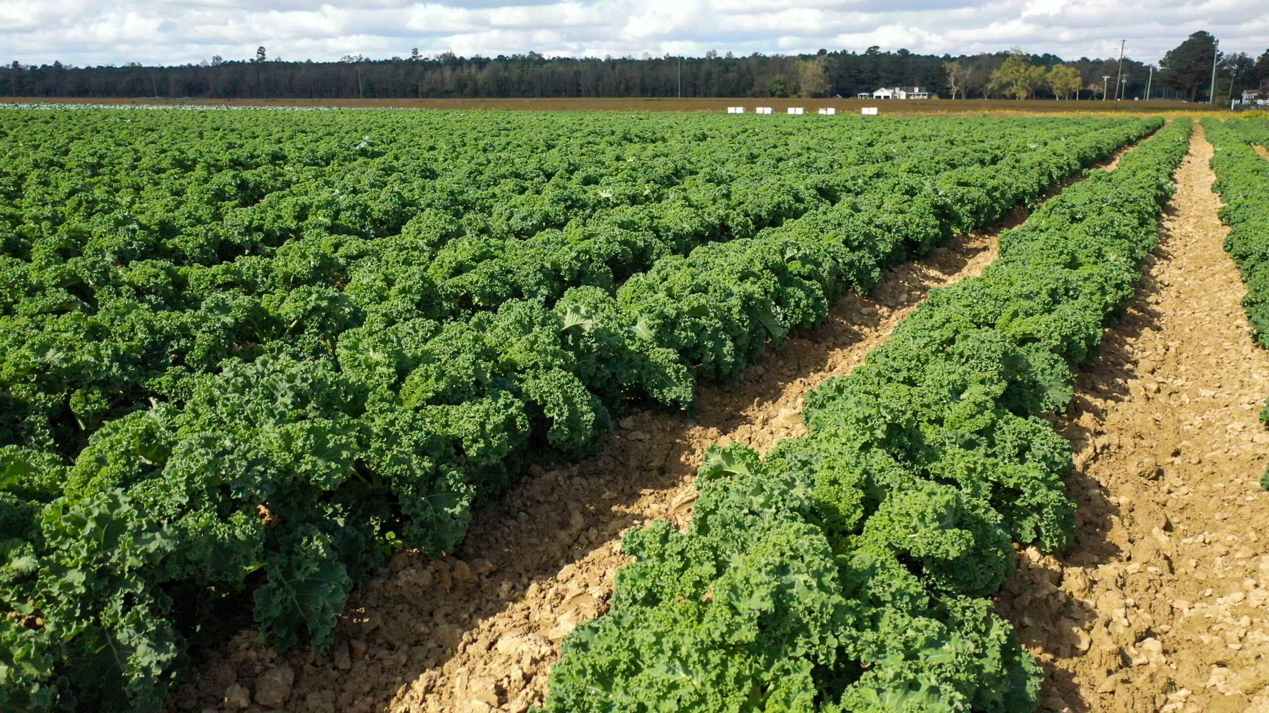 kale organic and conventional american