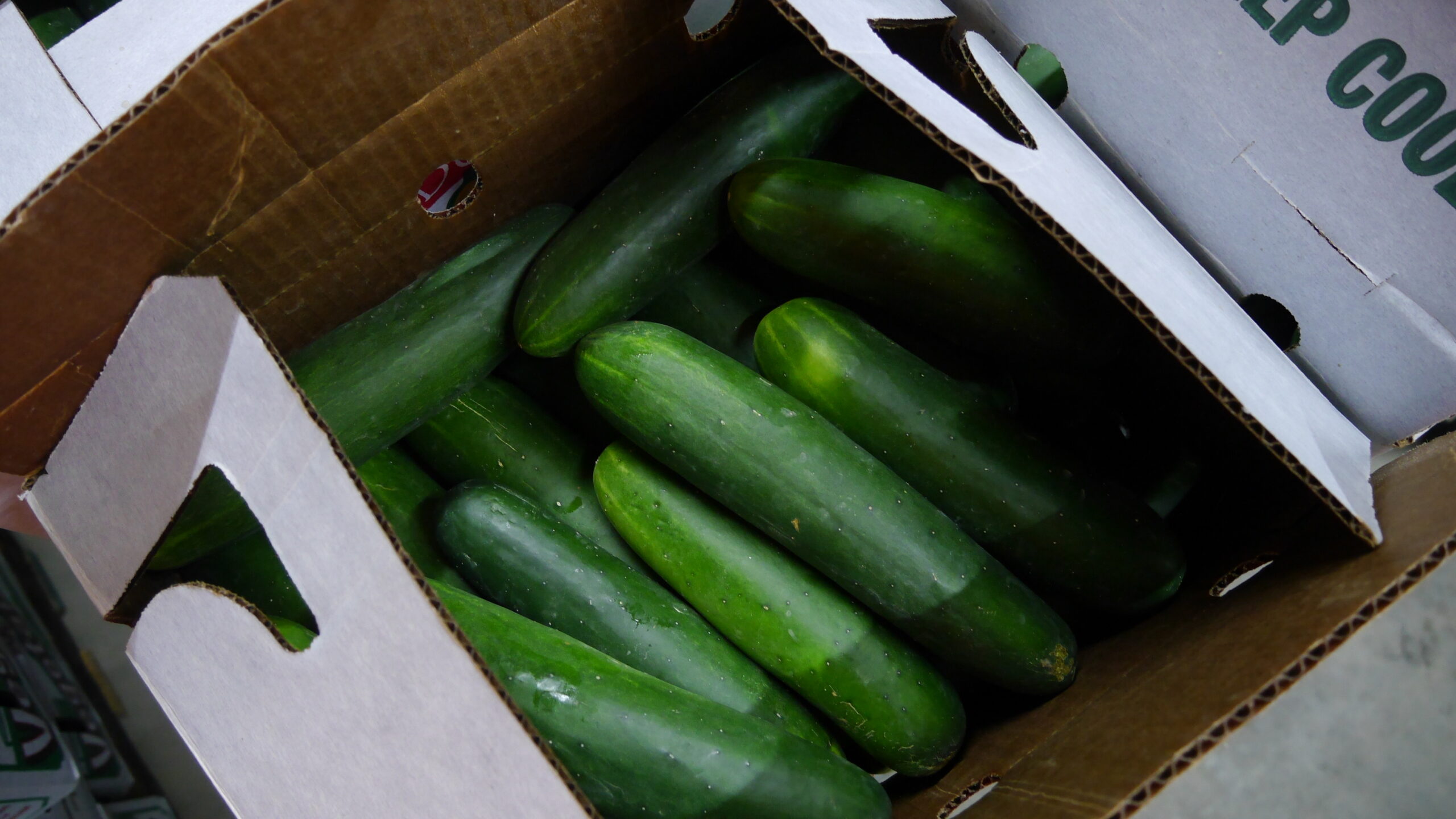 fresh cucumber organic and conventional