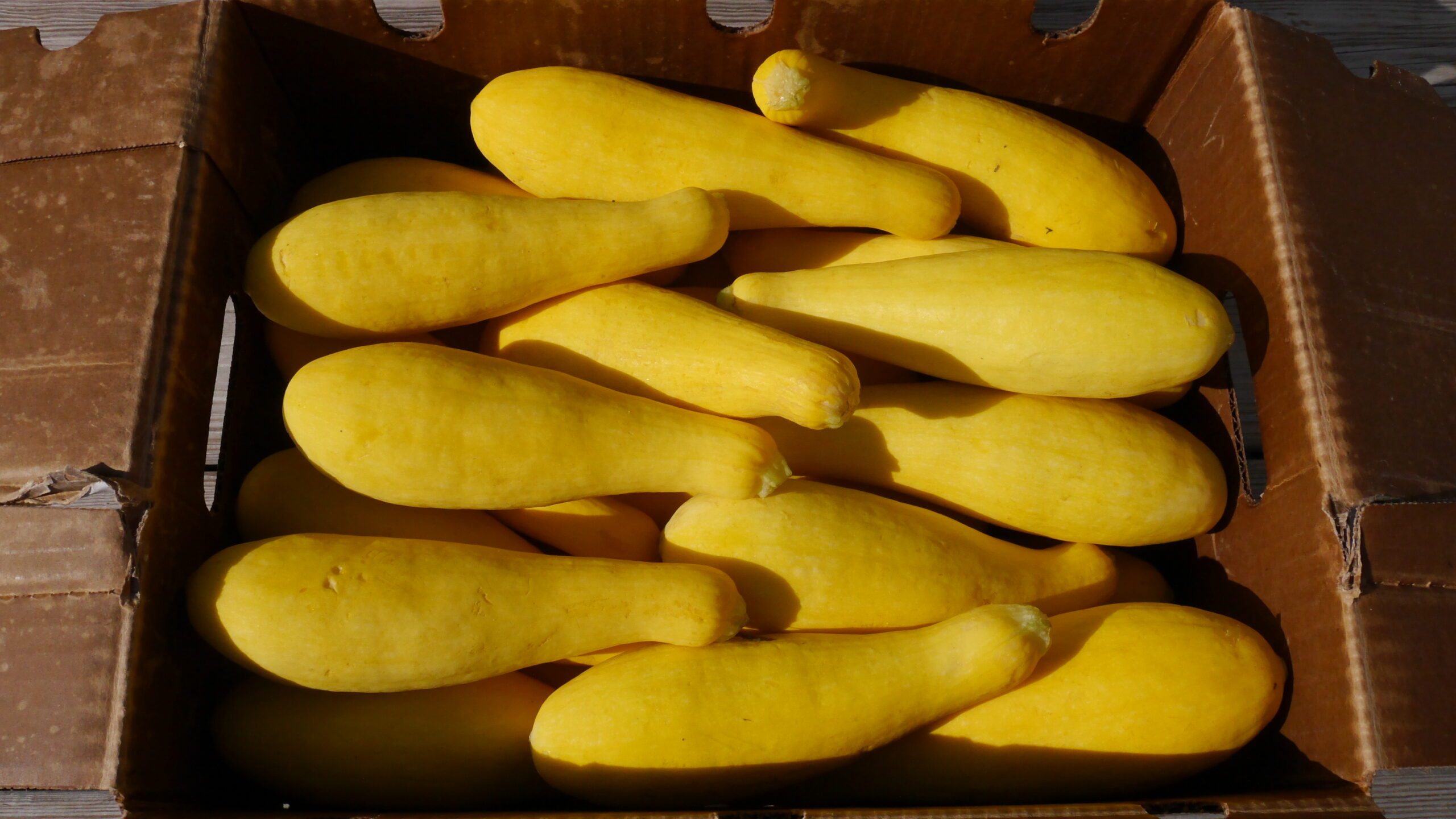 yellow squash