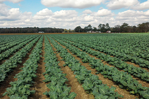 broccoli-home-image.jpg